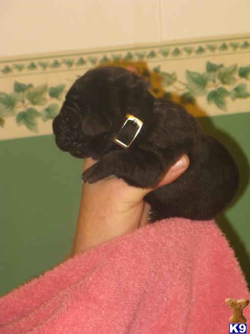 Neapolitan Mastiff Puppies